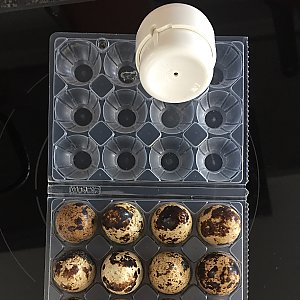 Wachtelei richtig kochen