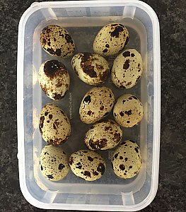 Wachtelei richtig kochen